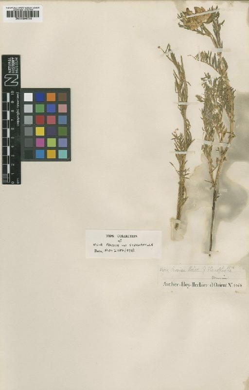 Vicia canescens subsp. gregaria (Boiss. & Heldr.) Davis - BM000946733