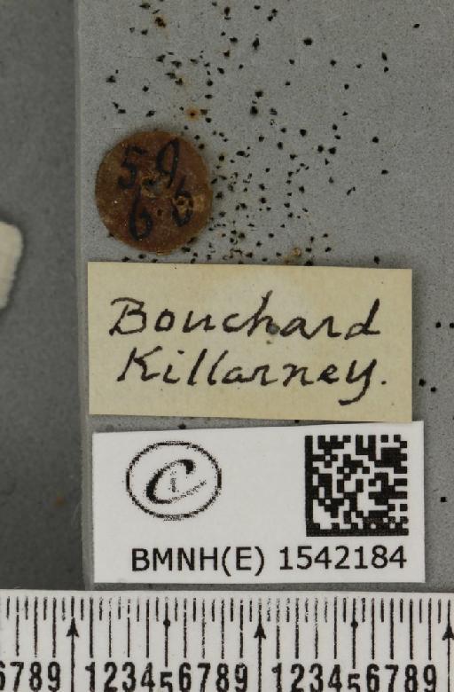 Leucodonta bicoloria (Denis & Schiffermüller, 1775) - BMNHE_1542184_label_282521