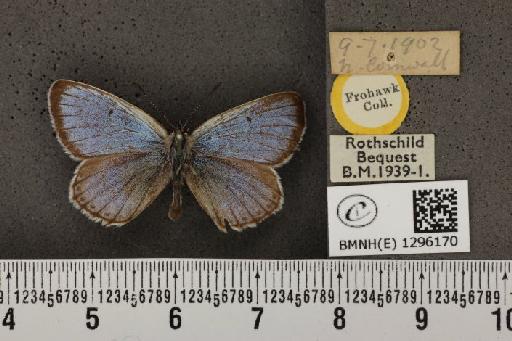 Maculinea arion eutyphron ab. alconides Aurivillius, 1888 - BMNHE_1296170_147106
