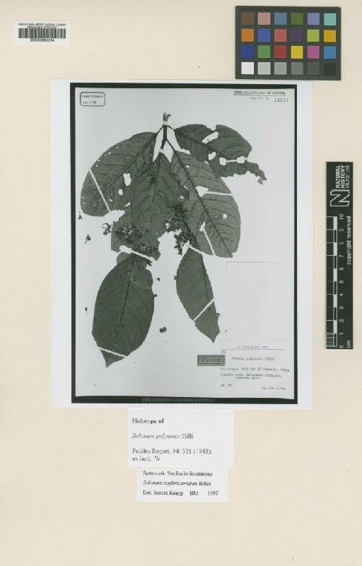 Solanum confertiseriatum Bitter - BM000992234