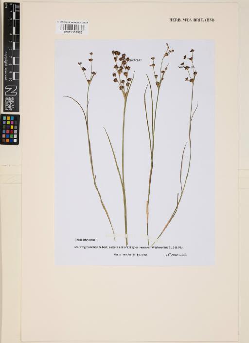 Juncus articulatus L. - 015161576