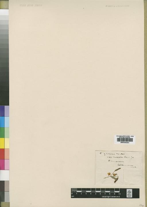 Crotalaria glauca var. humilis Baker f. - BM000843541