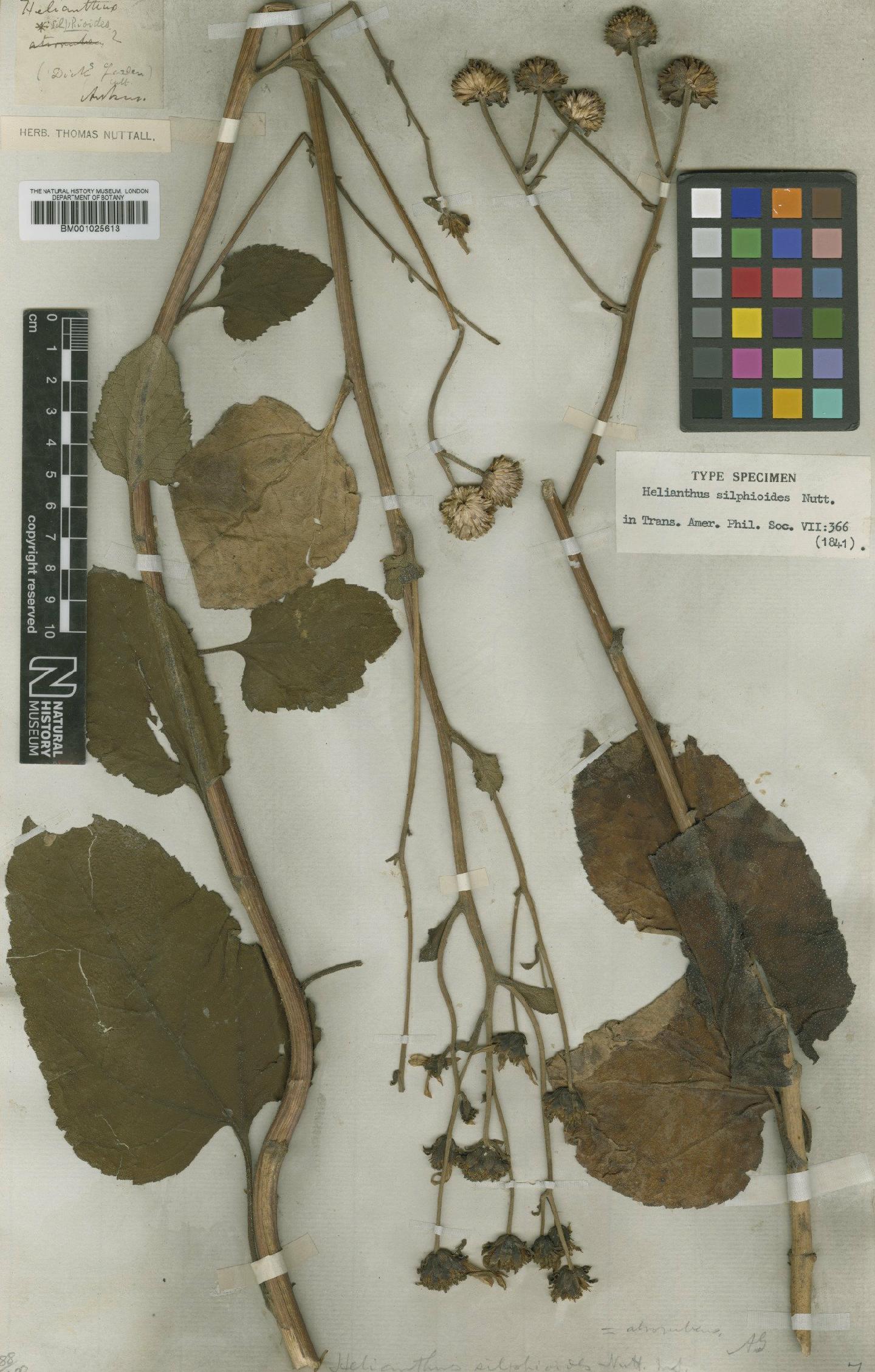 To NHMUK collection (Helianthus silphioides Nutt.; Type; NHMUK:ecatalogue:1185215)