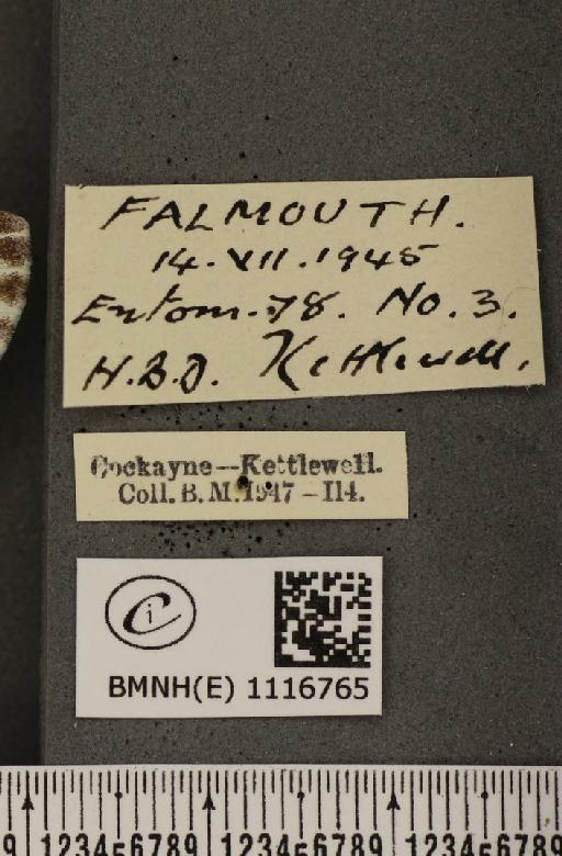 Pontia daplidice (Linnaeus, 1758) - BMNHE_1116765_label_68887