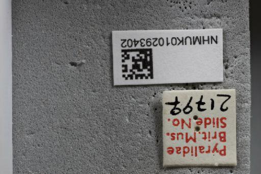 Calamotropha atkinsoni Zeller - 010293402_Calamotropha_atkinsoni_Allotype_labels_3_65mm_1x