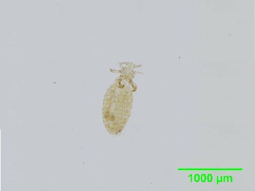 Polyplax arvicanthis Bedford, 1919 - 010154934__2015_12_17_s2