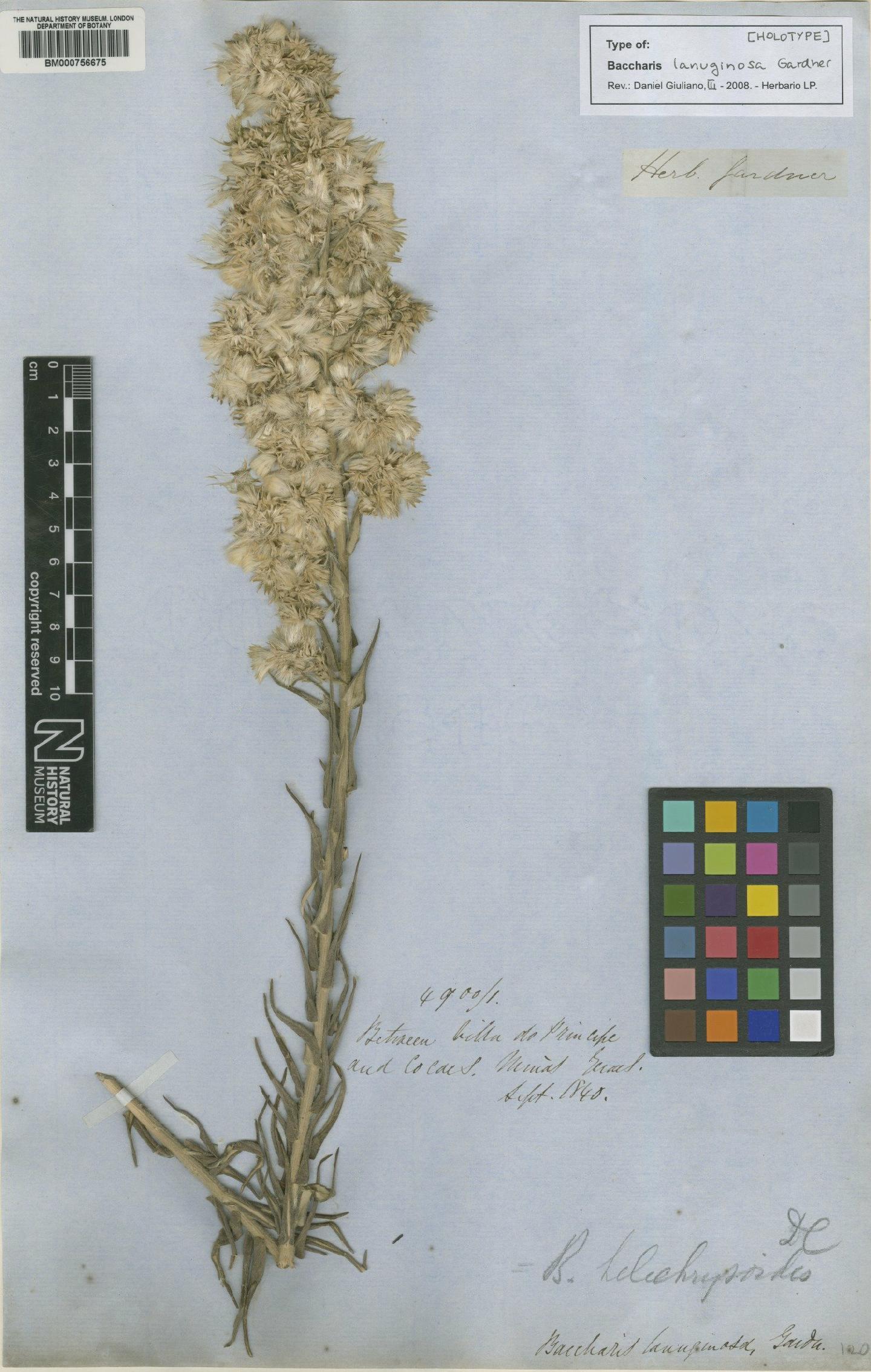 To NHMUK collection (Baccharis lanuginosa Gardner; Holotype; NHMUK:ecatalogue:4697000)