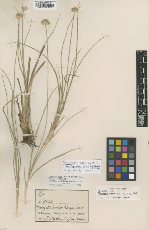 Rhynchospora elatior var. brevispiculosa (Kük.) A.C.Araújo - BM000524254