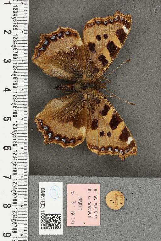 Aglais urticae ab. brunneoviolacea Raynor, 1909 - BMNHE_1056855_46341