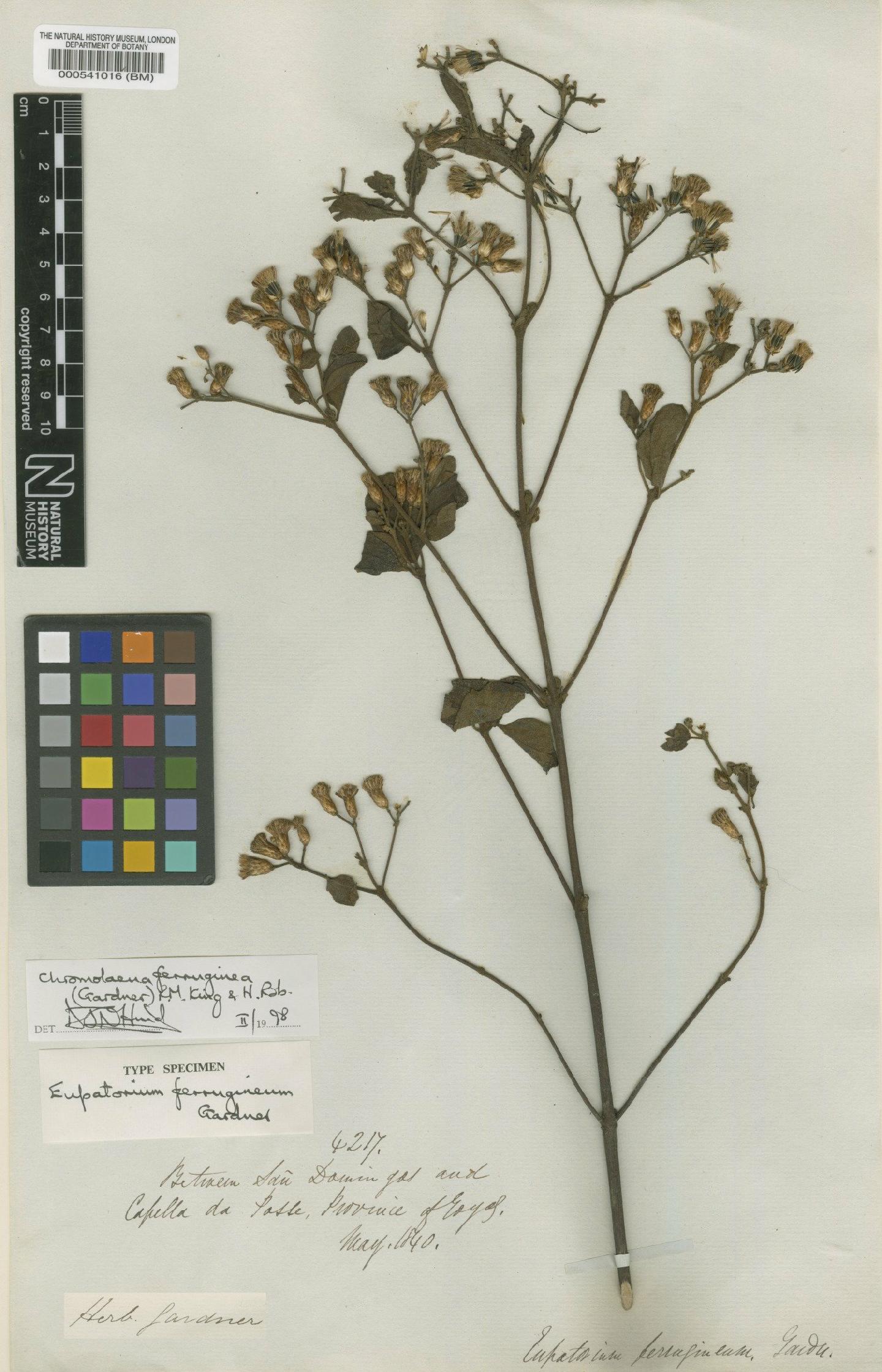 To NHMUK collection (Chromolaena ferruginea (Gardner) R.M.King & H.Rob.; Type; NHMUK:ecatalogue:4977546)