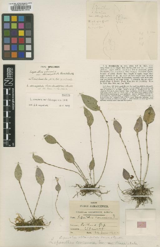 Lepanthes obtusipetala Fawc. & Rendle - BM000084546