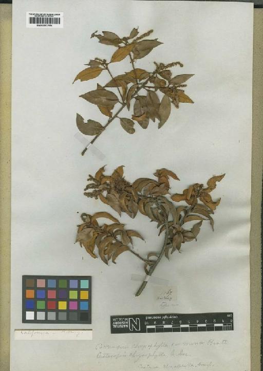 Castanea chrysophylla Douglas ex Hook. - BM000907554
