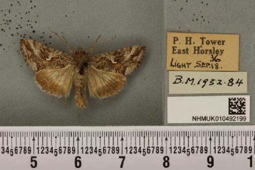 Autographa gamma ab. gammina Staudinger, 1901 - NHMUK_010492199_547860