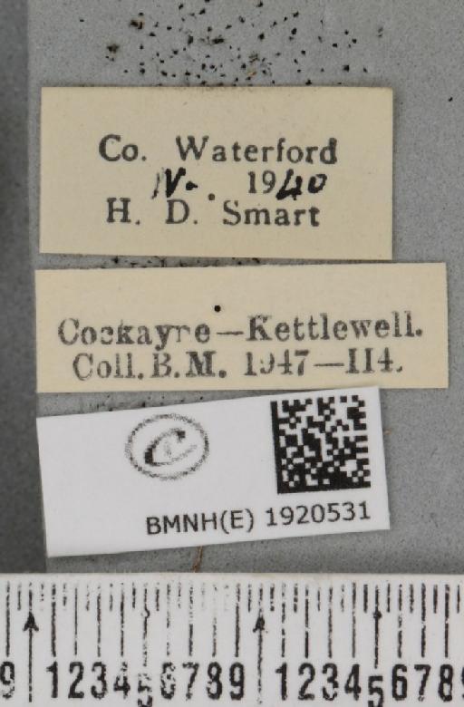 Ematurga atomaria (Linnaeus, 1758) - BMNHE_1920531_label_486407