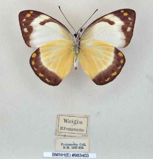 Delias enniana contracta Talbot, 1929 - BMNH(E)983403_Delias enniana contracta_ Talb