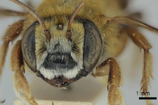 Megachile pulchra Smith, F., 1879 - 969500 Megachile pulchra male type face