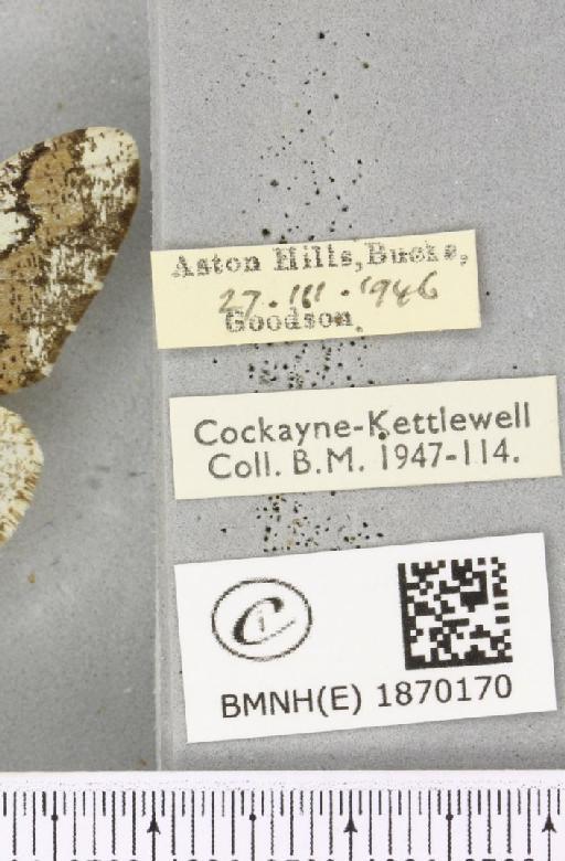 Biston strataria (Hufnagel, 1767) - BMNHE_1870170_label_460564