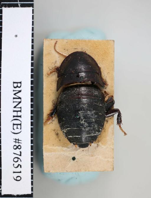 Perisphaeria tarsalis Walker, 1868 - Perisphaeria tarsalis Walker, F, 1868, female, lectotype, dorsal. Photographer: Aging Wang. BMNH(E)#876519