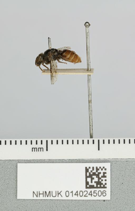 Euryglossa salaris Cockerell, 1910 - 014024506__-