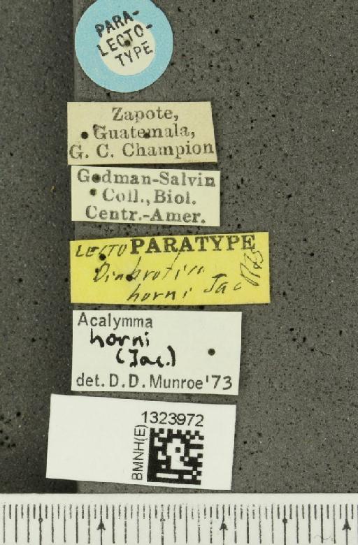Acalymma horni (Jacoby, 1887) - BMNHE_1323972_label_20797