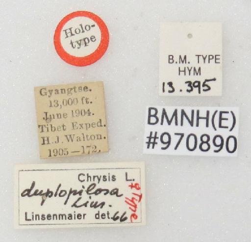 Chrysis duplopilosa Linsenmaier, 1968 - Chrysis_duplopilosa-BMNH(E)#970890_type-labels