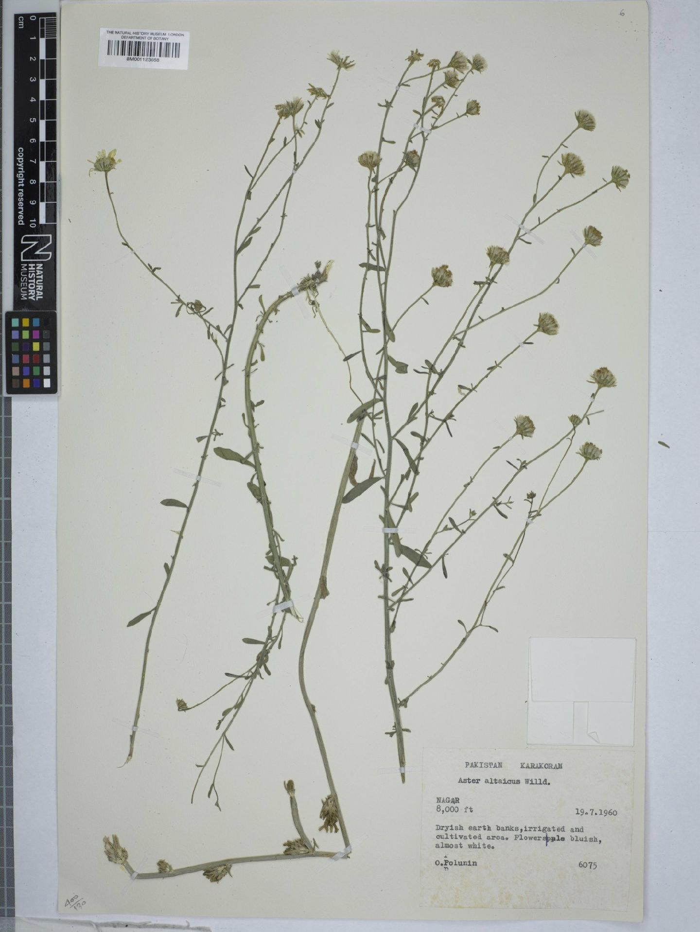 To NHMUK collection (Heteropappus altaicus (Willd.) Novopokr.; NHMUK:ecatalogue:9150234)