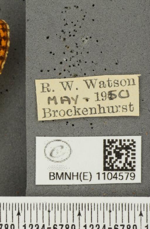 Boloria euphrosyne Linnaeus, 1758 - BMNHE_1104579_label_16097