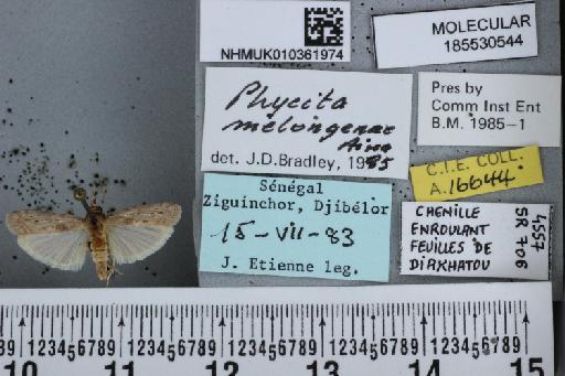 Phycita melongenae Aina, 1983 - NHMUK010361974_Phycita_melongenae_Aina