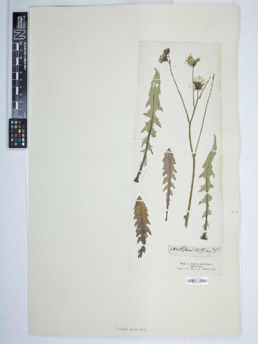 Crepis biennis L. - BM001161937