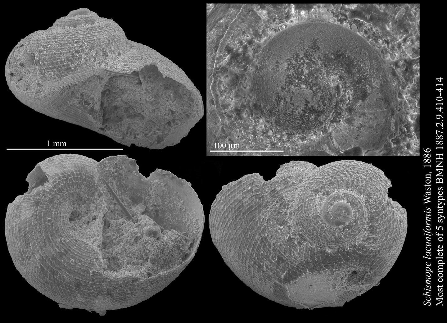 To NHMUK collection (Schismope lacuniformis R. B. Watson, 1886; SYNTYPES; NHMUK:ecatalogue:3499654)