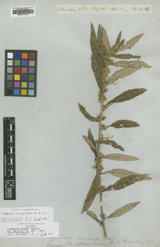 Vernonia elaeagnoides Kunth - BM001009147
