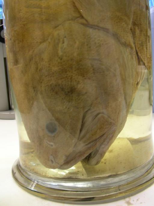 Neobythites grandis (Günther, 1877) - BMNH 1887.12.7.40, HOLOTYPE, Neobythites grandis, head