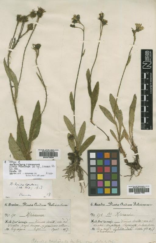 Hieracium trichodontum (Sch.Bip.) Arv.-Touv. - BM000799948