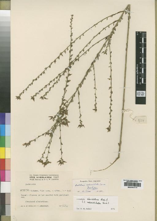 Crotalaria elisabethae Baker f. - BM000843278