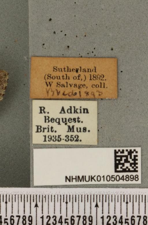 Acronicta menyanthidis scotica (Tutt, 1891) - NHMUK_010504898_label_562263