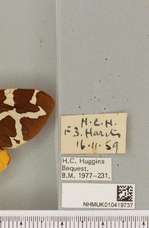 Arctia caja (Linnaeus, 1758) - NHMUK_010419737_label_532678