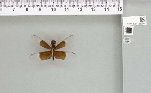 Neurothemis tullia (Drury, 1773) - 011252966__reverse_2