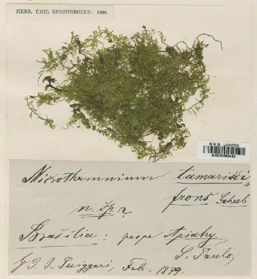 Mittenothamnium tamariscifrons (Broth. & Geh.) Cardot - BM000862453