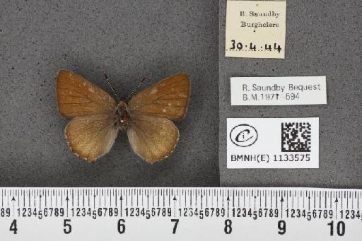 Callophrys rubi rubi (Linnaeus, 1758) - BMNHE_1133575_97644