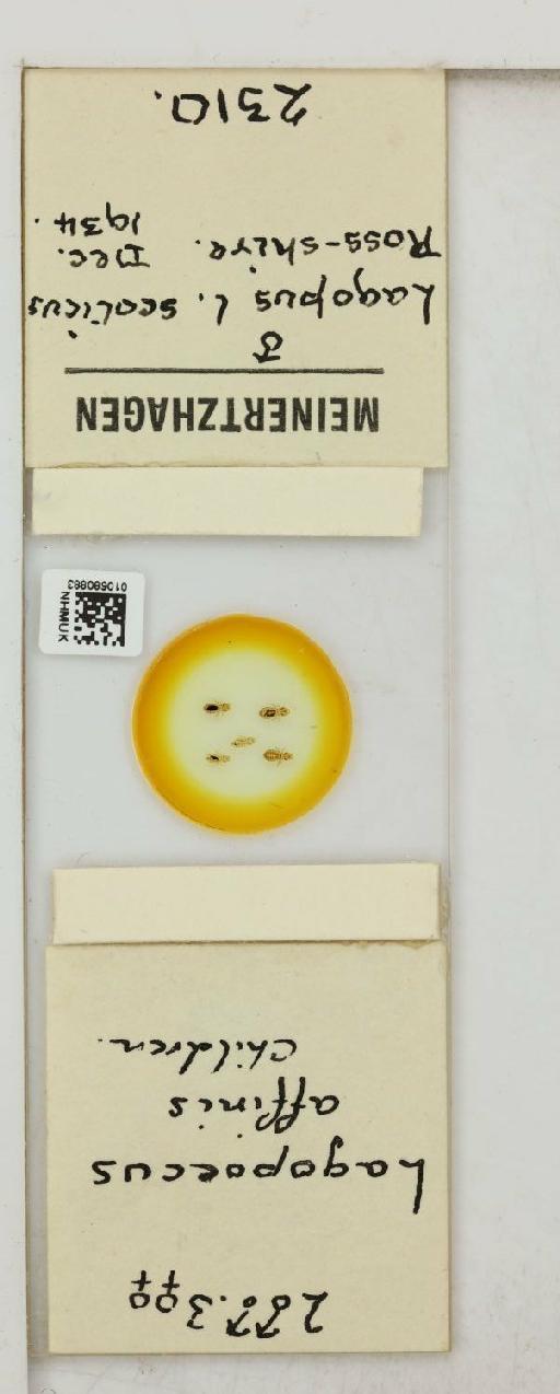 Lagopoecus affinis Children, 1836 - 010680883_816433_1430157