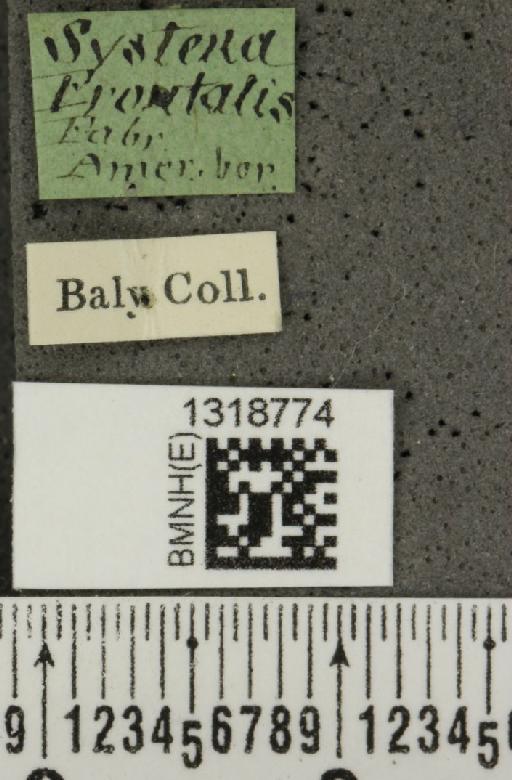 Systena frontalis (Fabricius, 1801) - BMNHE_1318774_label_26179