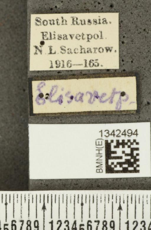 Crioceris (Crioceris) bicruciata (Sahlberg, C.R., 1823) - BMNHE_1342494_label_12125