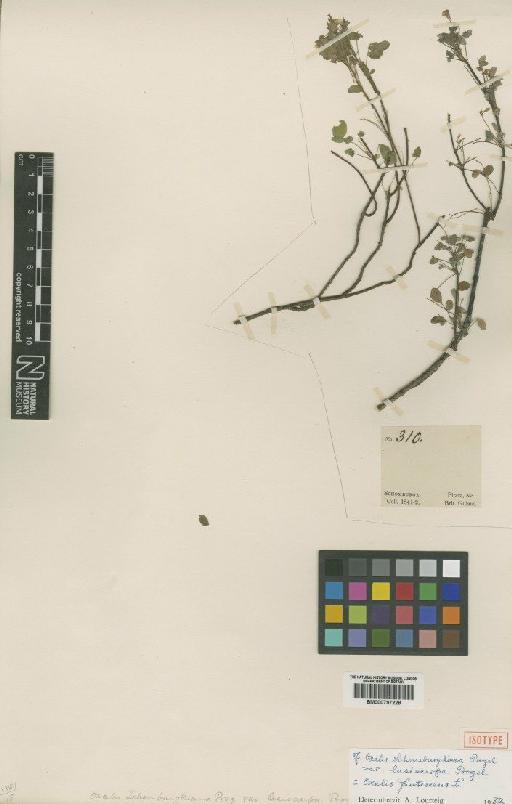 Oxalis frutescens L. - BM000797228