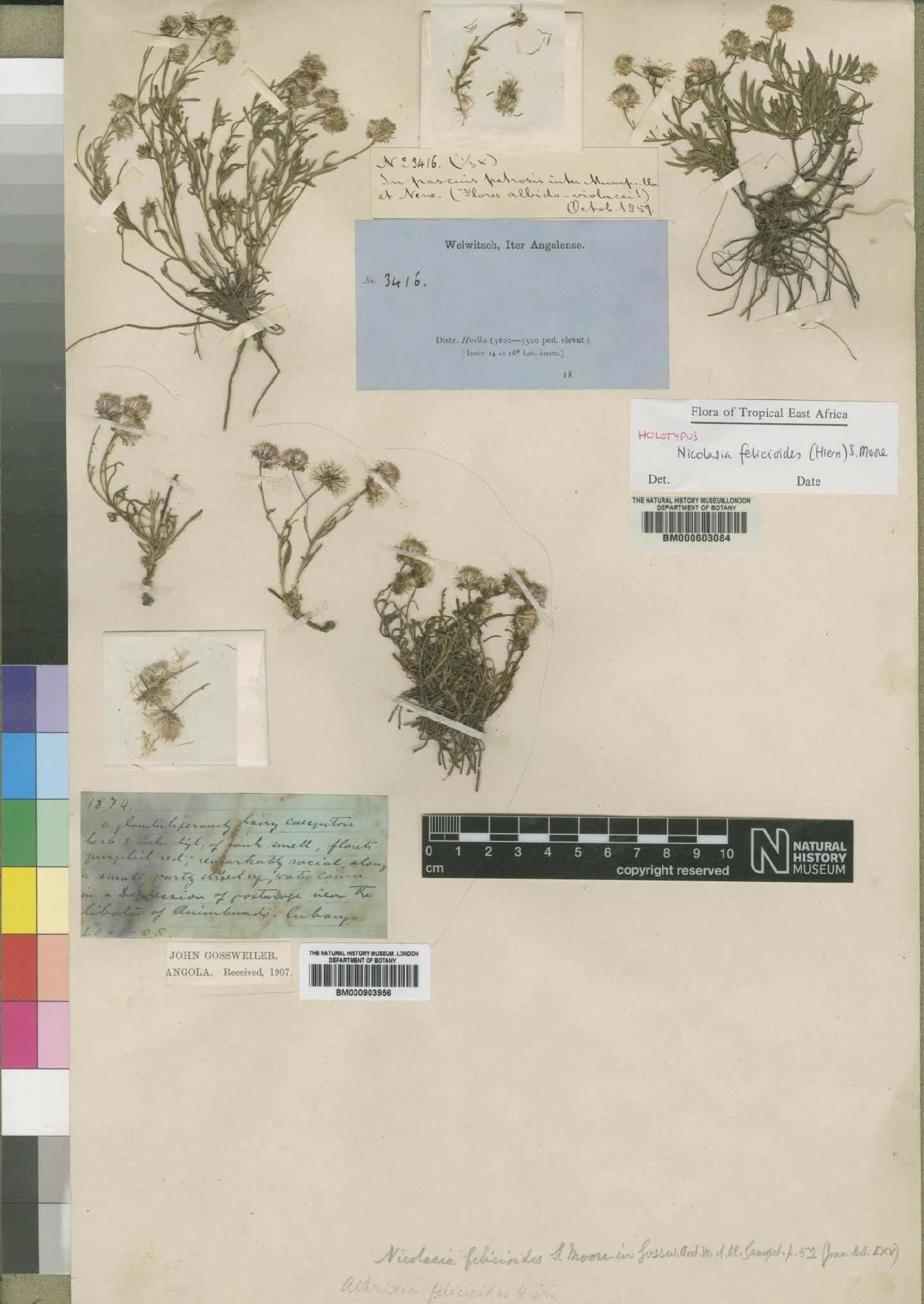 To NHMUK collection (Nicolasia felicioides (Hiern) Moore; Holotype; NHMUK:ecatalogue:4528666)