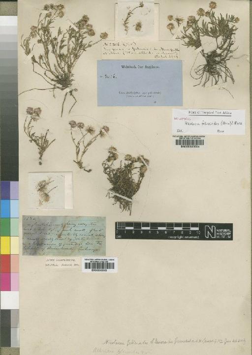 Nicolasia felicioides (Hiern) Moore - BM000603084