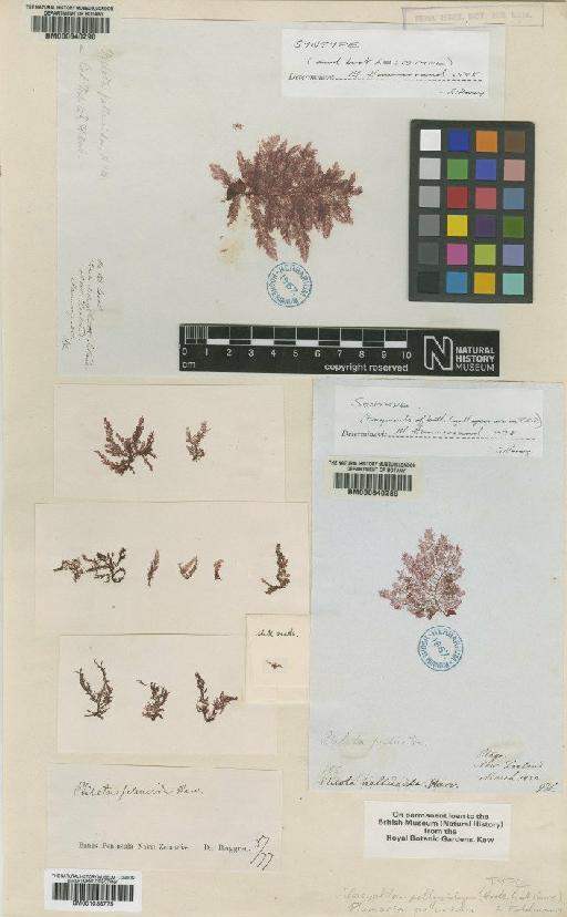 Dasyptilon pellucidum (Harv.) Feldm.-Maz. - BM001038775