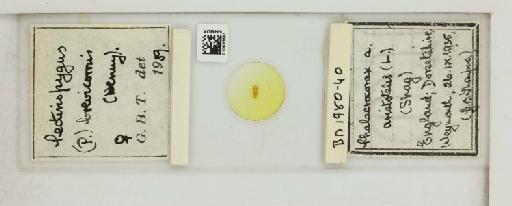 Pectinopygus brevicornis Denny, 1842 - 010683683_816440_1430962