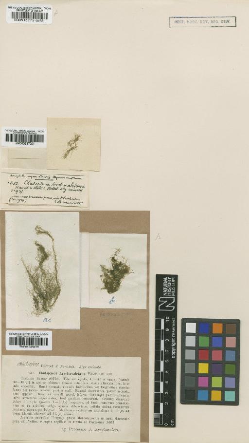 Cladophora arechavaletana Hauck - BM001045476