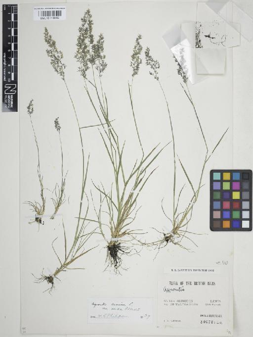 Agrostis vinealis Schreb. - 015148082_cap