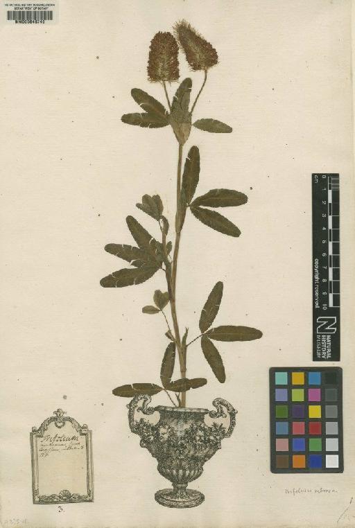 Trifolium rubens L. - BM000646749